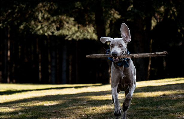 Grey dog runs with a stick in its mouth